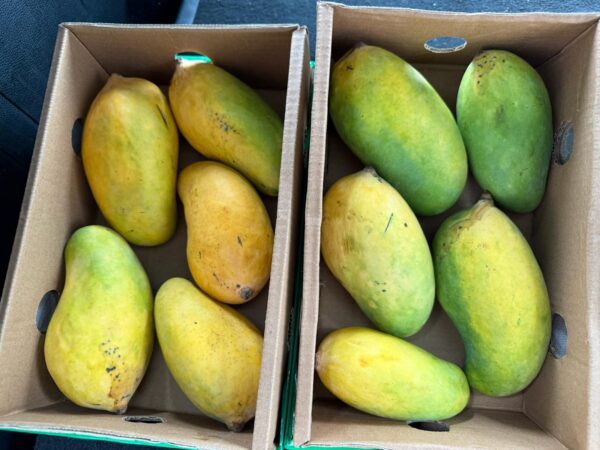 WhatsApp Image 2025-07-01 at 7.49.33 PM